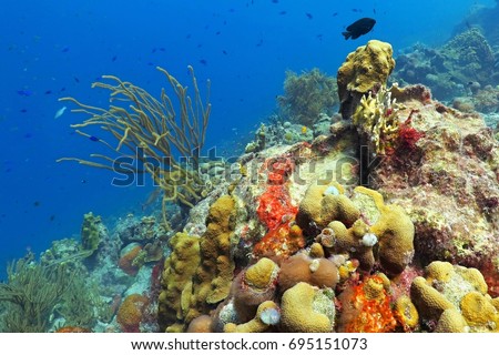 Rich tropical colorful underwater coral reef. Exotic underwater wildlife. Scuba diving in the blue ocean with coral reef.