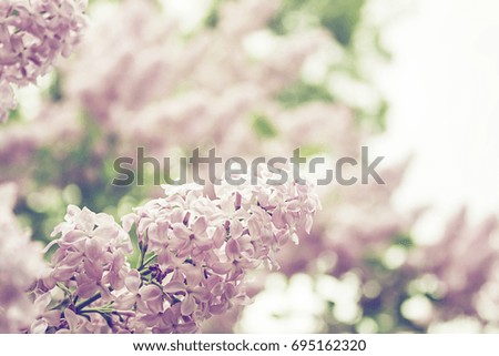 Brunches of blooming pink lilac flowers, spring nature background, .