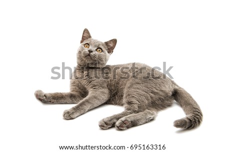 British gray kitten isolated on white background