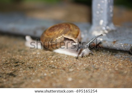snail on concrete