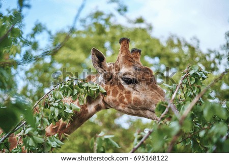 Giraffe eats tree leaves in the zoo                               