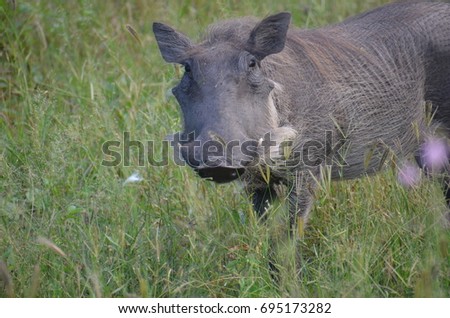 Wild African Warthog  