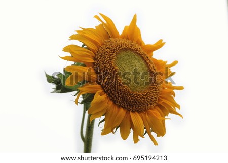 Yellow sunflowers on a white background.