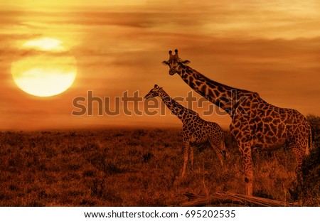 Giraffes at African Sunset Background