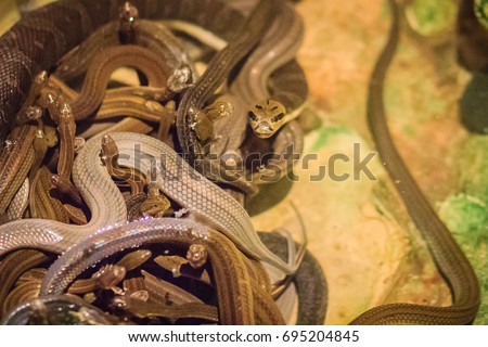 Group of water snakes (Homalopsidae) and their common name are water snakes, Indo-Australian water snakes, mud snakes, bockadam, ular air, and all are mildly venomous. Royalty-Free Stock Photo #695204845