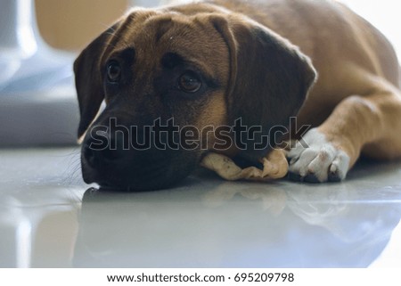 Lovely brown dog sleeping on the floor