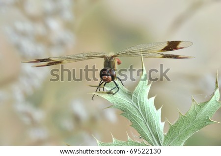 Dragonfly Sympetrum pedemontanum (male) on the plant