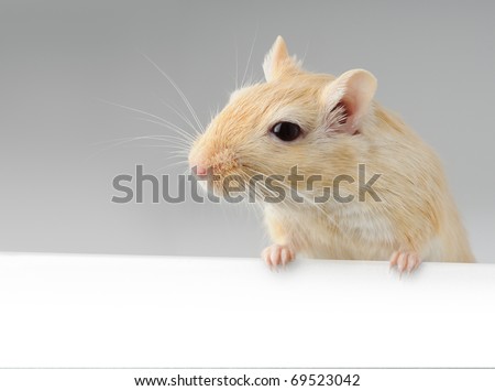 Cute little gerbil standing above blank board