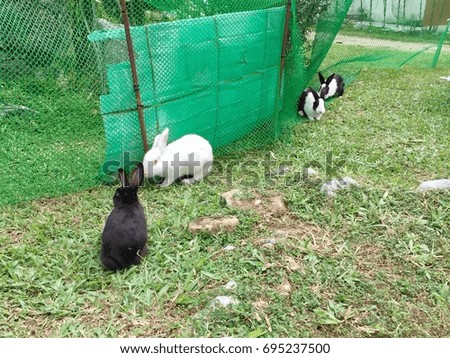 Rabbit playing in a cage