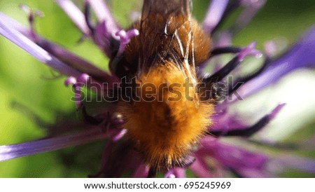 beautiful bumblebee on colorful summer flower in bright sunshine closeup macro photo