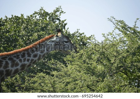 Wild African Giraffe 