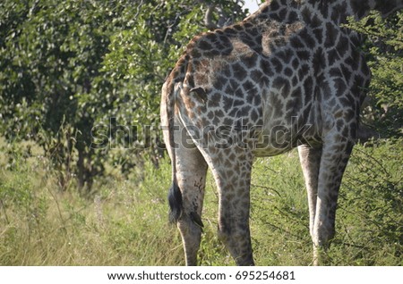 Wild African Giraffe 
