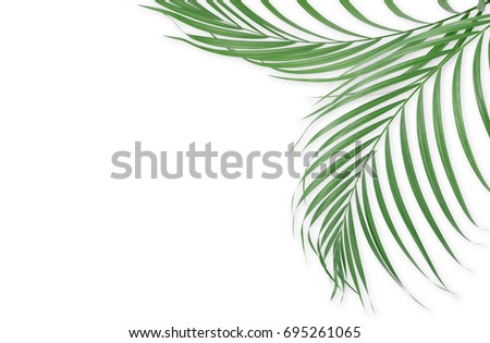 Tropical palm leaves on white background. Minimal nature. Summer Styled.  Flat lay. Image is approximately 5500 x 3600 pixels in size.