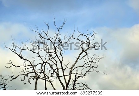 Dead tree with sky