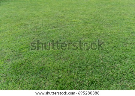 green grass texture and background