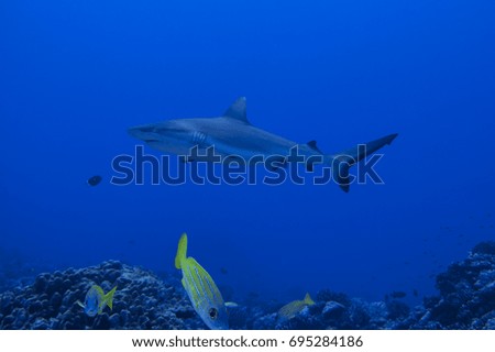 Grey reef shark (Carcharhinus amblyrhynchos),, Rangiroa atoll, French Polynesia..