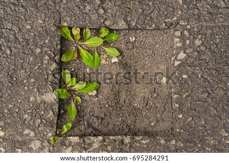 a plant grown from under the asphalt road photo