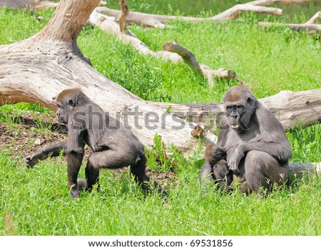 A family of  gorillas (gorilla beringei graueri) walking in the nature