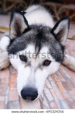 Looking Dog - Siberian Husky, close-up picture