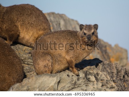 Sun bathing rock hyrax aka Procavia capensis at the Otter Trais at the Indian Ocean in South Africa