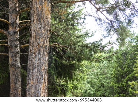 Coniferous forest. Sunlit spruce tree forest. 