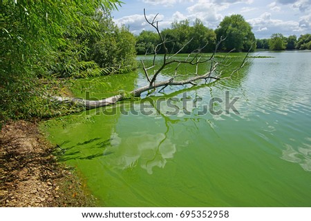 Cyanobacteria or "blue-green" algae, which develop at the surface of a slow flow freshwater rivers/lakes in the Summer, can be harmful to people and animals, Frampton on Severn, Gloucestershire, UK  Royalty-Free Stock Photo #695352958