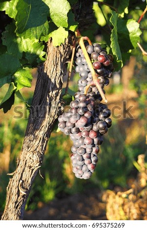 Vineyard, grapes, Growing of grapes, Palava South Moravia, Czech republic       