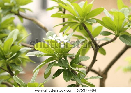 Lush green plants with fresh and beautiful white flower jpeg, spring, rain, wet, droplet, clean, nature beauty, jpeg format