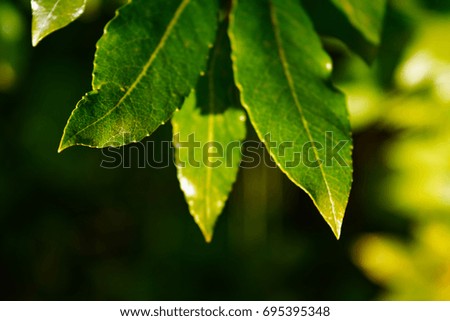 green leaves background in sunny day close-up