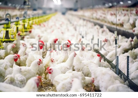 Indoors chicken farm, chicken feeding Royalty-Free Stock Photo #695411722