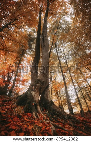 colorful autumn trees in forest. vintage toned  picture with soft focus. natural background