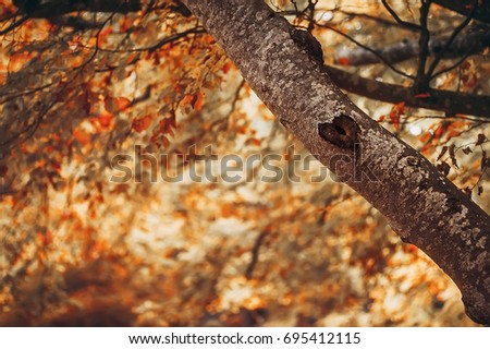 hert on tree branch. vintage  picture with soft focus