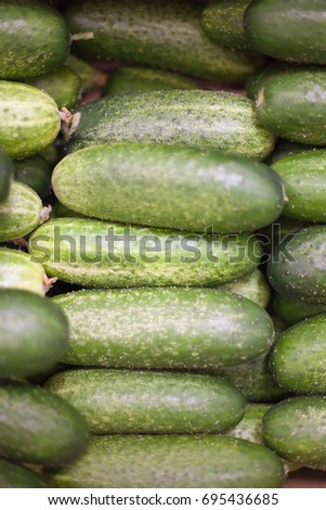 Background of large green cucumbers