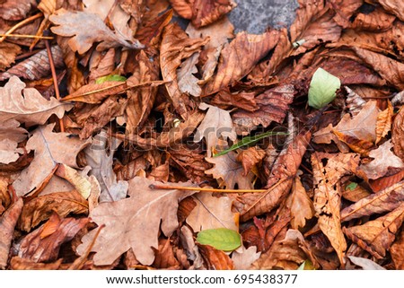 Fallen leaves of chestnut, maple, oak, acacia. Brown, red, orange and gren Autumn Leaves Background