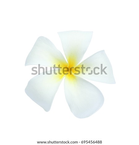 White frangipani flower isolated on white background.