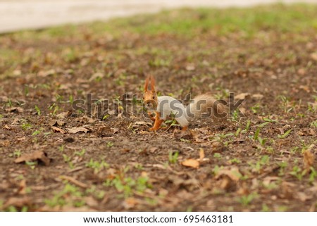 Squirrel with a fluffy tail in the forest close-up for the designer