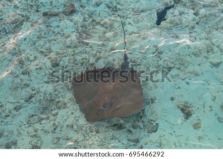 From top picture of Stingray with one barbed stingers on the tail in Maldives clear water.