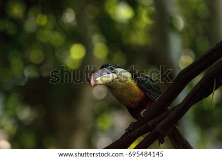 Curl-crested Aracari called Pteroglossus beauharnaesii found in the rain forest of South America
