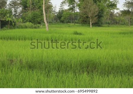 Field rice and farmer hut in countryside of Thailand