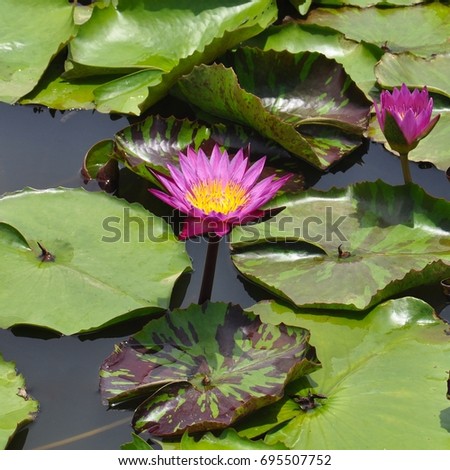 Side profile view of a lotus flower in a pond