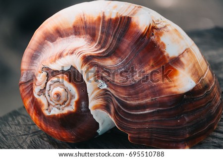 White and red snail