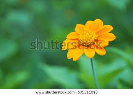 Orange Cone Flower