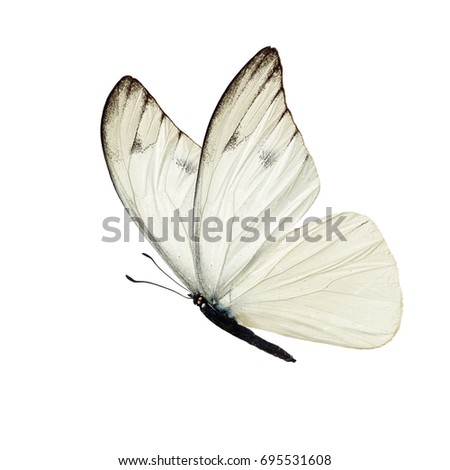 Beautiful white butterfly isolated on white background. Royalty-Free Stock Photo #695531608