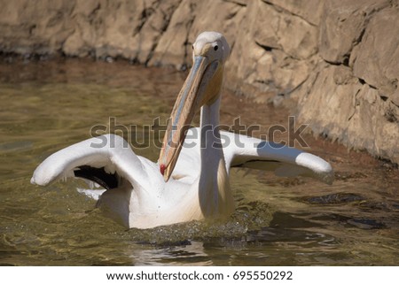 Close up photo of pelican in water