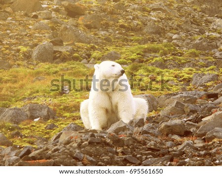 Polar bear In the natural habitat.