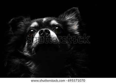 a black chihuahua portrait in black background, low-key photography