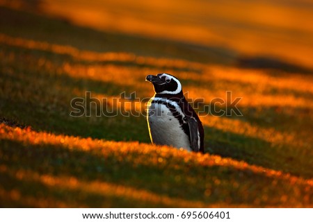 Bird with orange sunset. Evening light with penguin. Beautiful Magellan penguin with sun light, Antarctica.