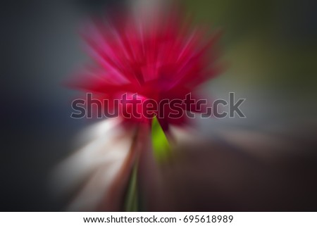 A hand holding a fresh red rose, shot with motion blur effect.