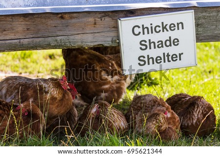 Chickens pictured sheltering from the hot summer sunshine under a shade shelter near a farm in Lancashire.