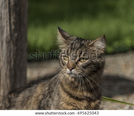 Tabby cat with lead on green grass in sunny day